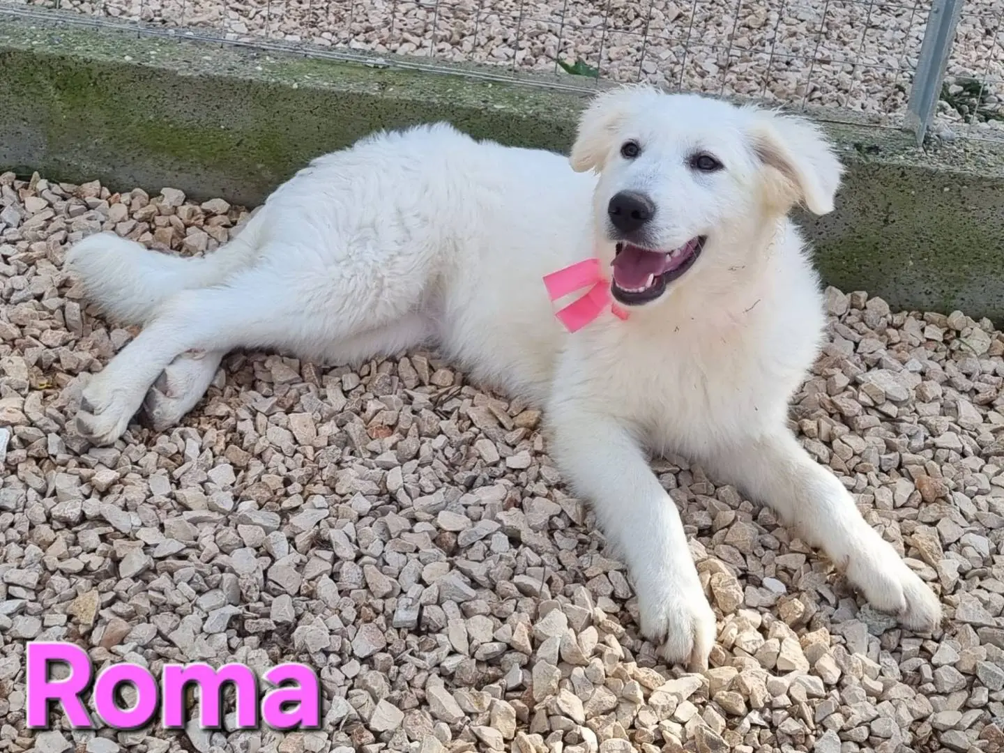 Adozione cane, femmina, Razza sconosciuta Razza sconosciuta, 1 anno e 2 mesi, taglia grande, Taranto