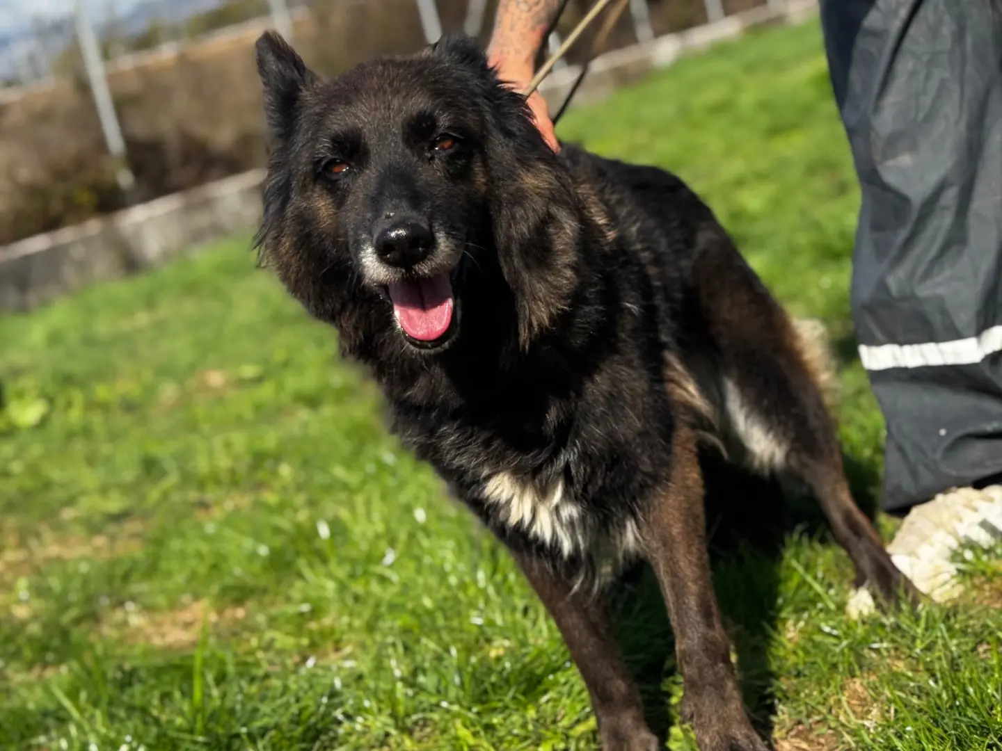Adotta un cane, taglia media, femmina, Frosinone