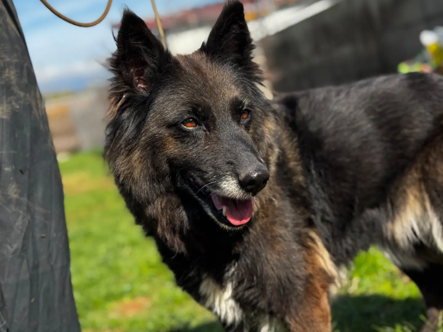 Adozione cane, femmina, Razza sconosciuta Razza sconosciuta, 1 anno e 7 mesi, taglia media, Frosinone