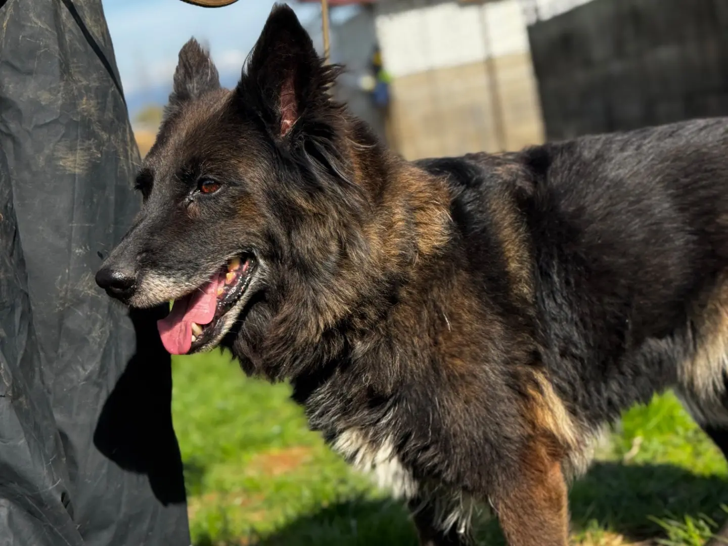 Adotta un cane, femmina, 1 anno e 7 mesi, Frosinone