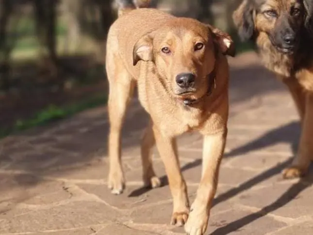 Adotta un cane, maschio, 4 anni e 10 mesi, Roma