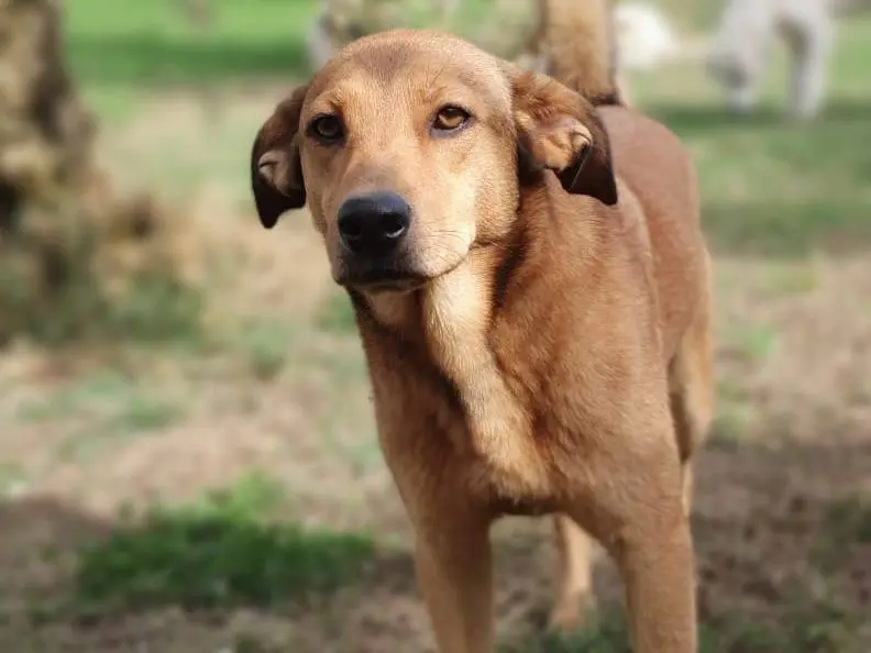 Adozione cane, maschio, Razza sconosciuta, 4 anni e 10 mesi, taglia media, Roma