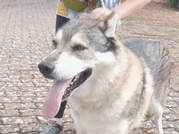 Vuoi adottare un cane a Bari?