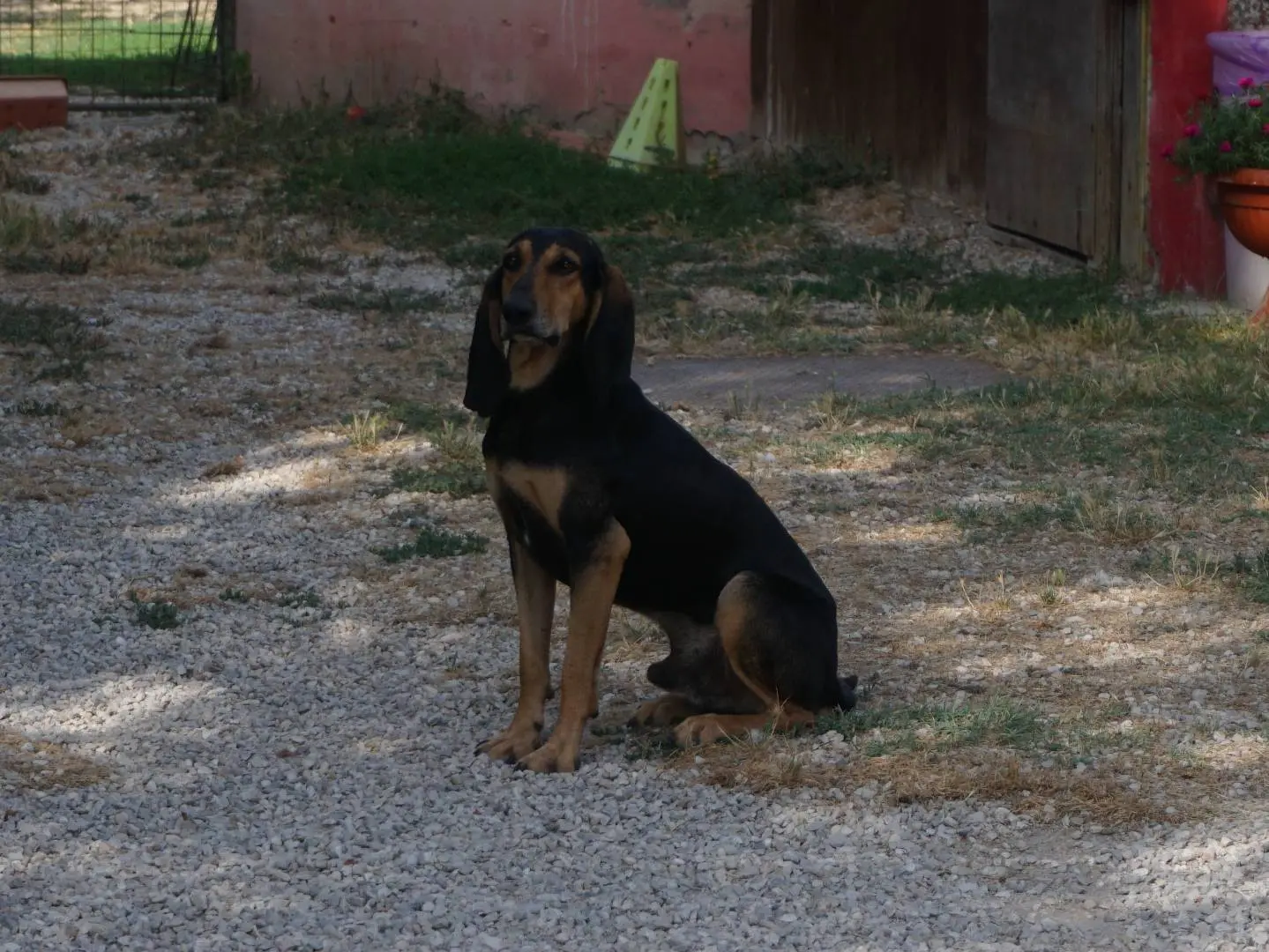 Foto 3 dell'animale