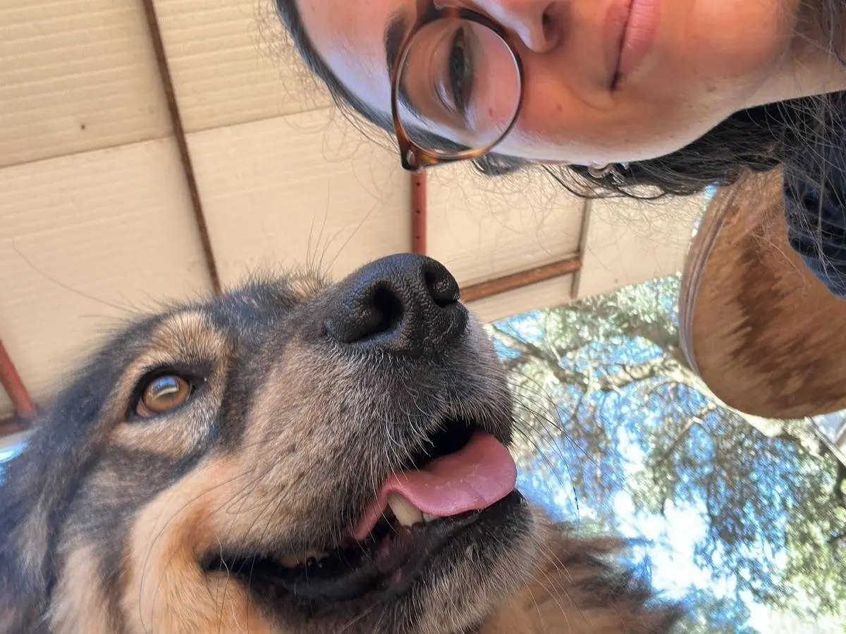 Adotta un cane, maschio, 4 anni e 11 mesi, Bari