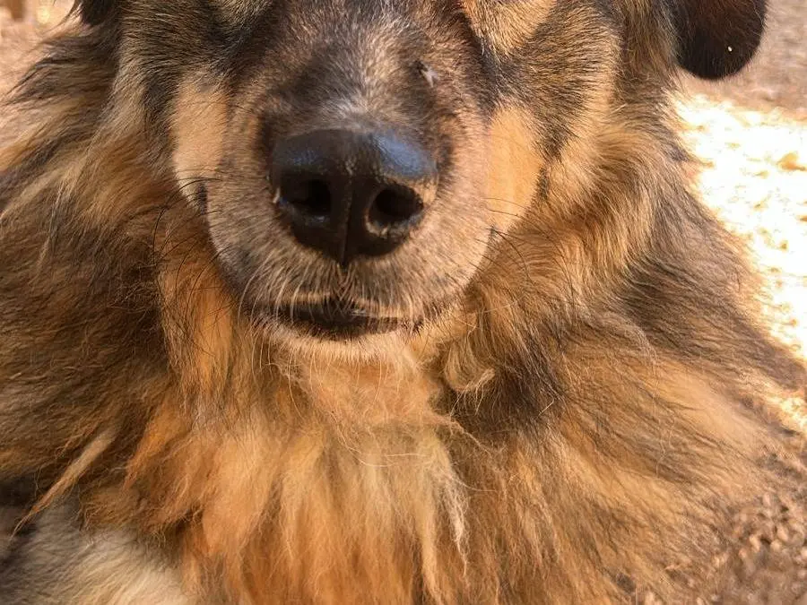 Vuoi adottare un cane a Bari?