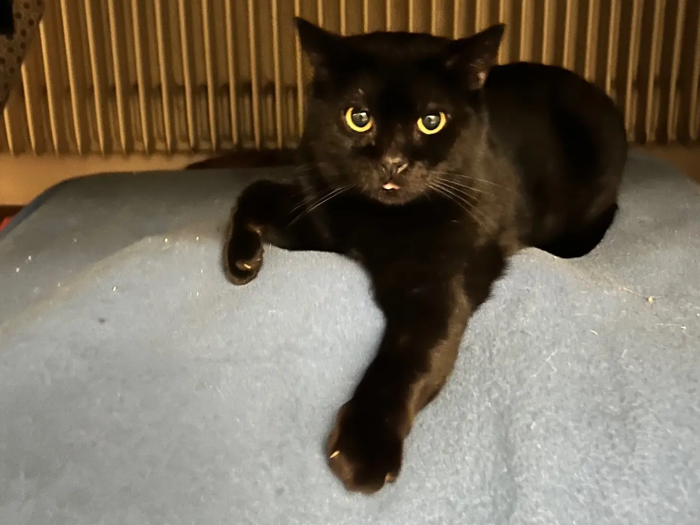 Adotta un gatto, femmina, 5 anni e 11 mesi, Padova