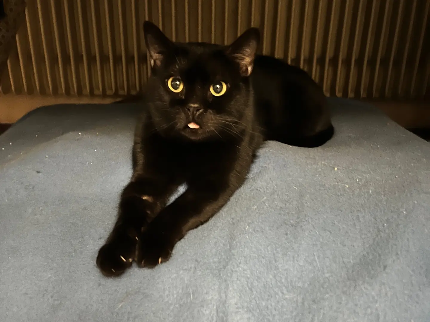 Adozione gatto, femmina, Razza sconosciuta Razza sconosciuta, 5 anni e 11 mesi, taglia non valida, Padova