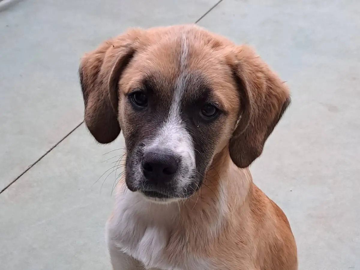 Adozione cane, maschio, meticcio, 3 anni e 1 mese, taglia media, Como