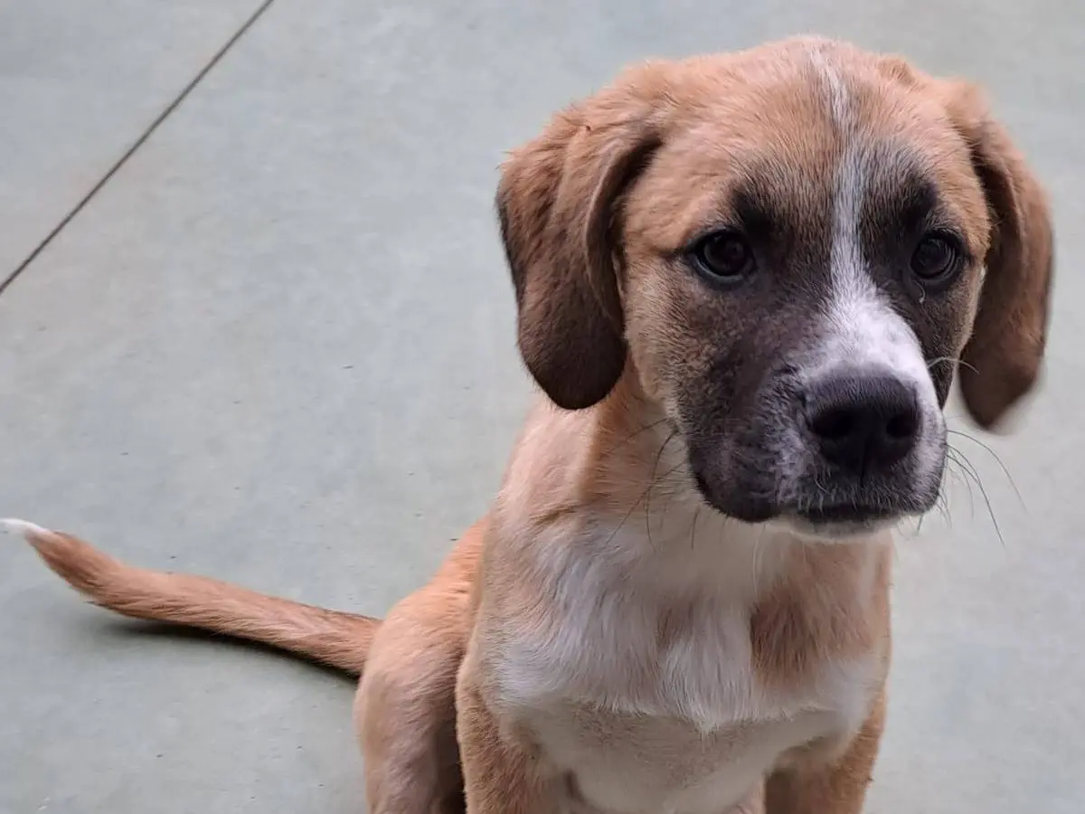 Adotta un cane, maschio, 3 anni e 1 mese, Como
