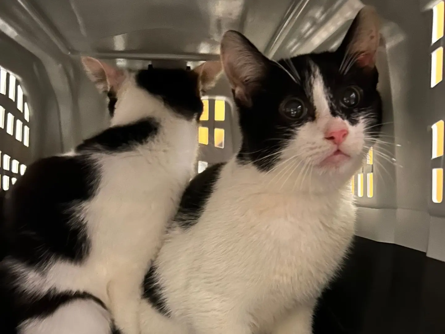 Adozione gatto, maschio, Razza sconosciuta Razza sconosciuta, 1 anno e 2 mesi, taglia non valida, Bari