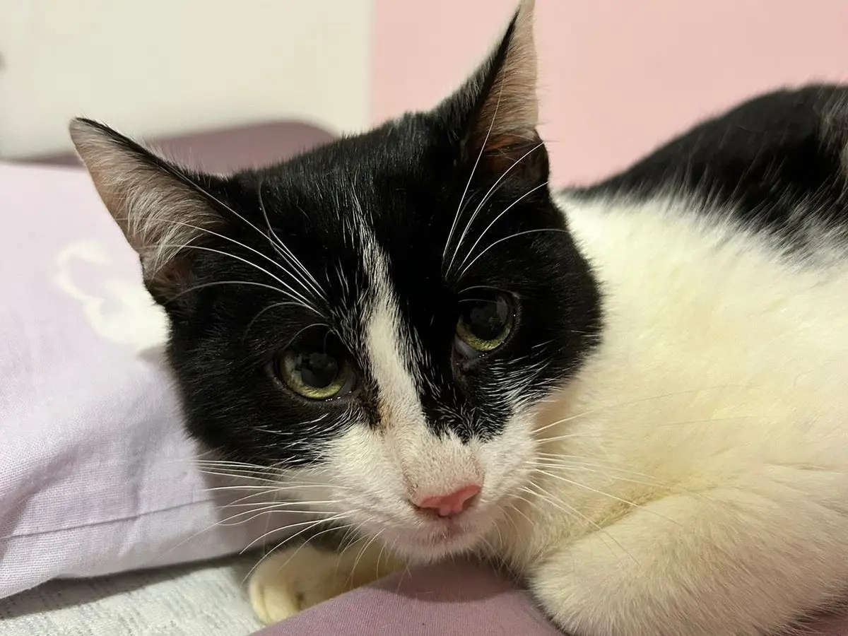 Adotta un gatto, maschio, 1 anno e 2 mesi, Bari