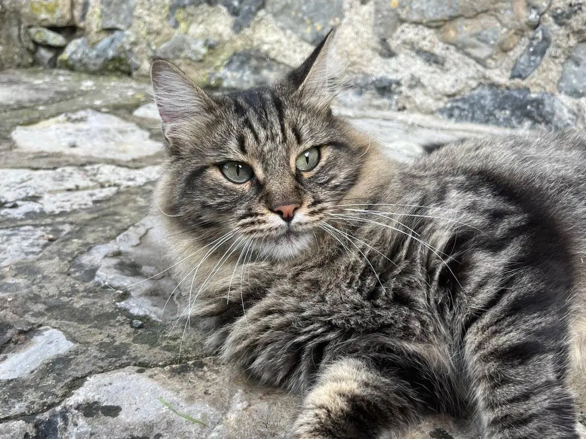 Foto 3 dell'animale