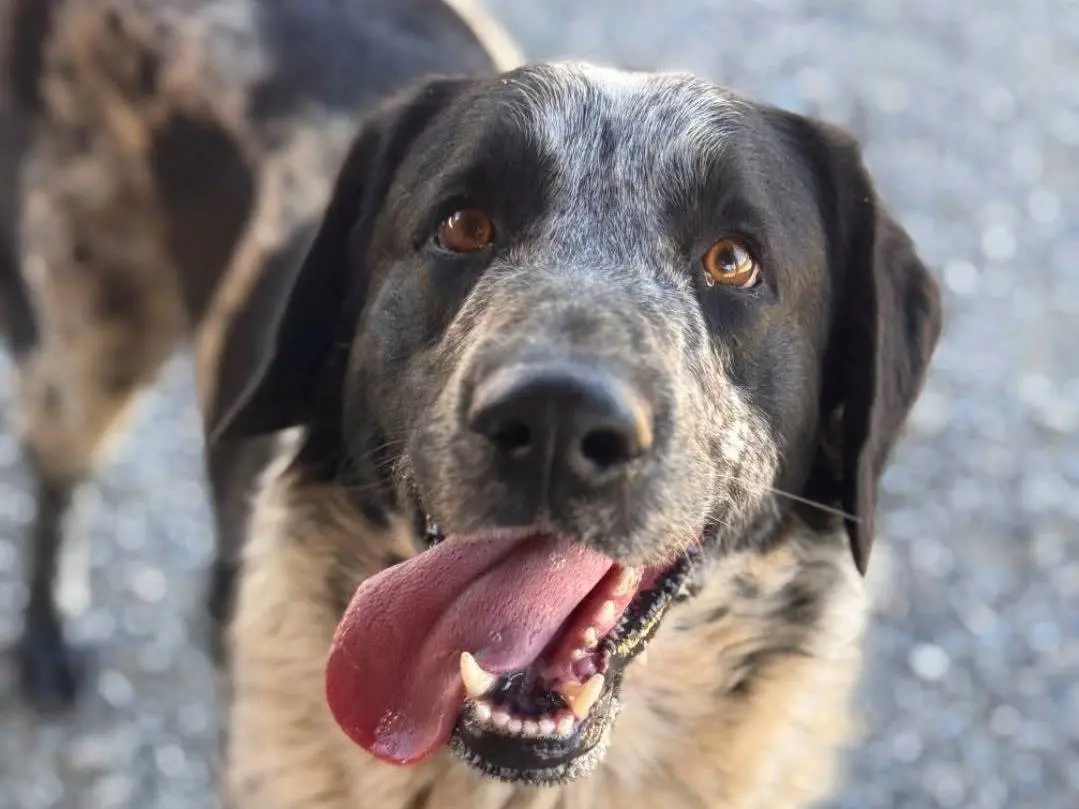 Adozione cane, maschio, Razza sconosciuta Razza sconosciuta, 2 anni e 6 mesi, taglia grande, Crotone