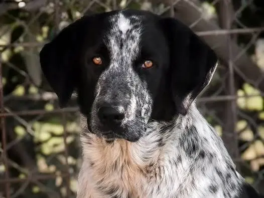 Adotta un cane, maschio, 2 anni e 6 mesi, Crotone