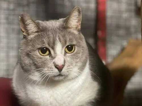 Adozione gatto, femmina, Razza sconosciuta Razza sconosciuta, 8 anni e 11 mesi, taglia non valida, Monza