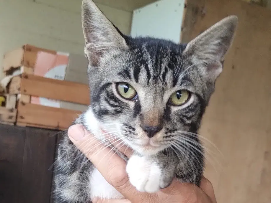 Adozione gatto, maschio, Razza sconosciuta Razza sconosciuta, 4 mesi, taglia non valida, Roma