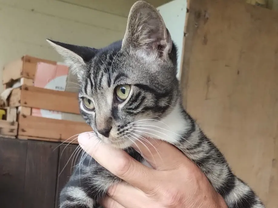 Adotta un gatto, maschio, 4 mesi, Roma