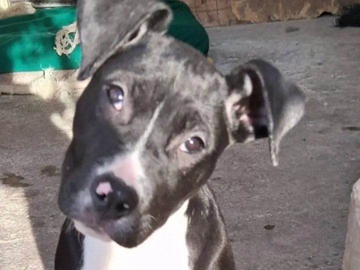Adotta un cane, femmina, 10 mesi, Siracusa