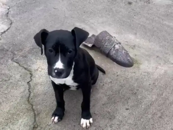 Adotta un cane, taglia media, femmina, Siracusa