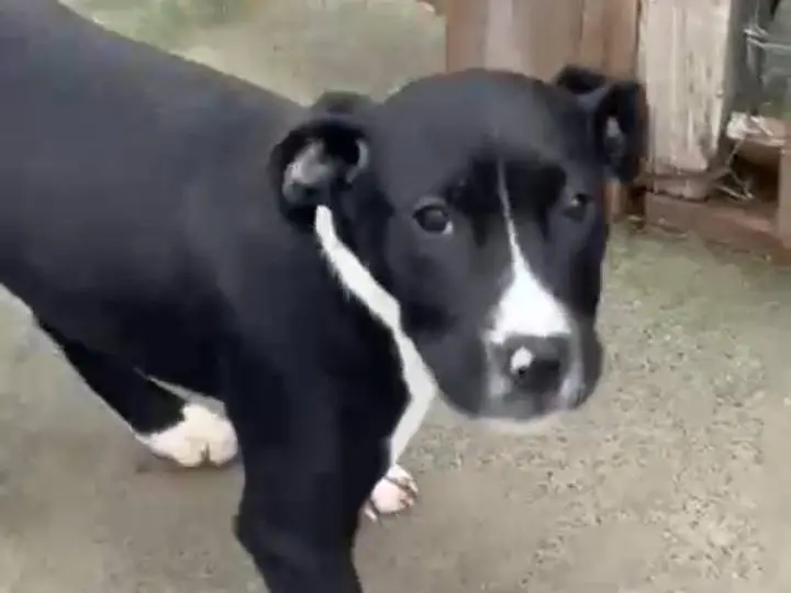 Adozione cane, femmina, Razza sconosciuta Razza sconosciuta, 10 mesi, taglia media, Siracusa