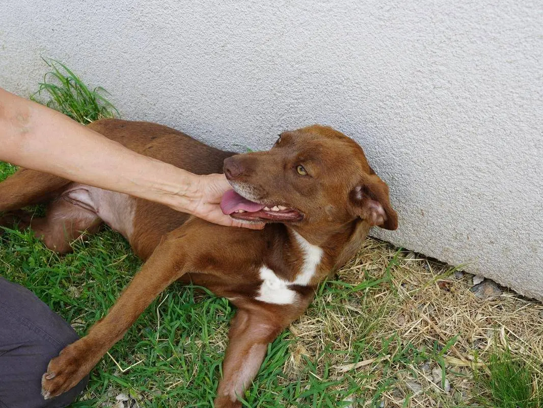 Foto 2 dell'animale
