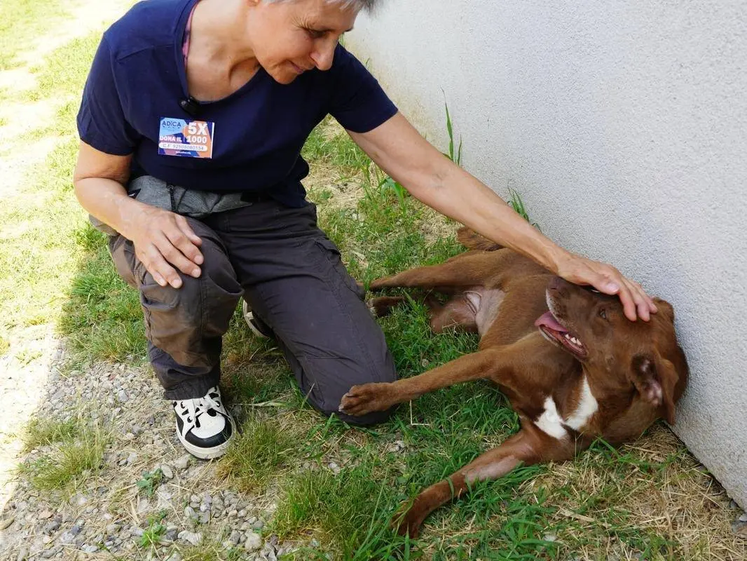 Foto 3 dell'animale