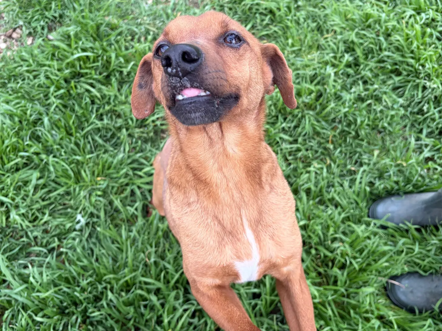 Adotta un cane, taglia piccola, maschio, Potenza