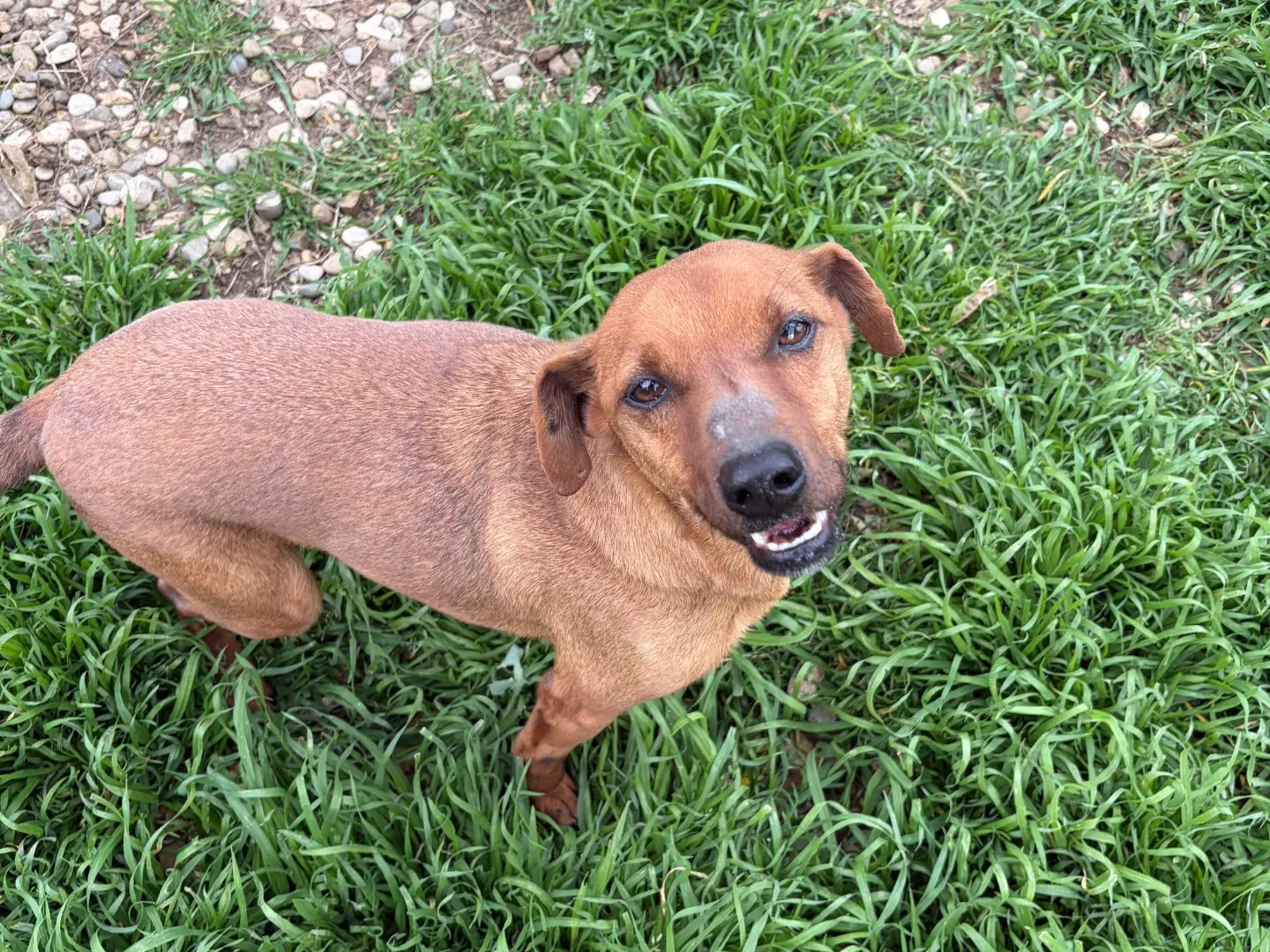 Adozione cane, maschio, Pinscher Razza sconosciuta, 6 anni e 9 mesi, taglia piccola, Potenza