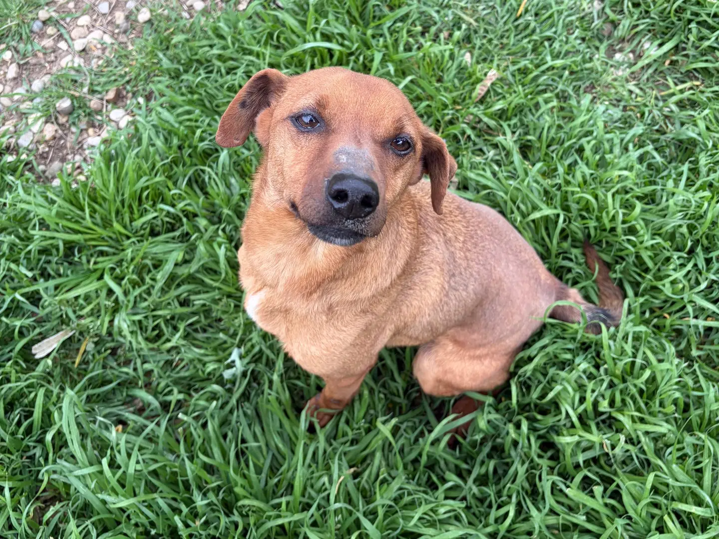Adotta un cane, maschio, 6 anni e 9 mesi, Potenza