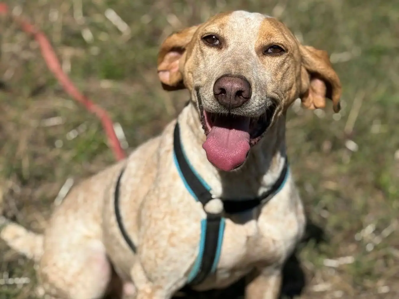 Adozione cane, maschio, Bracco Razza sconosciuta, 4 anni e 4 mesi, taglia media, Firenze