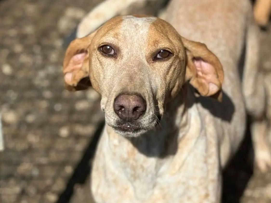 Adotta un cane, taglia media, maschio, Firenze