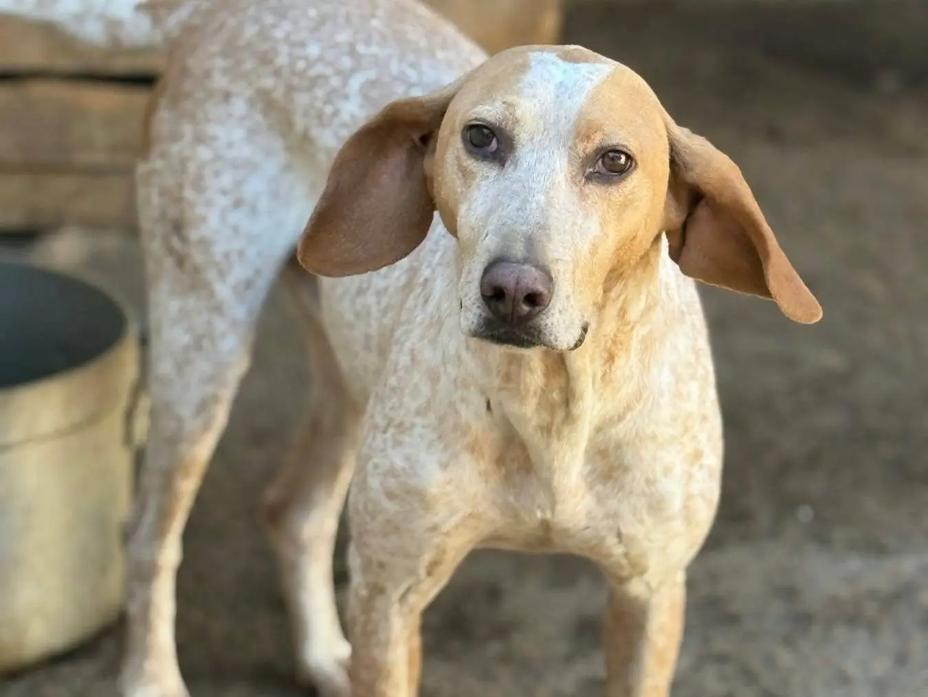 Vuoi adottare un cane a Firenze?