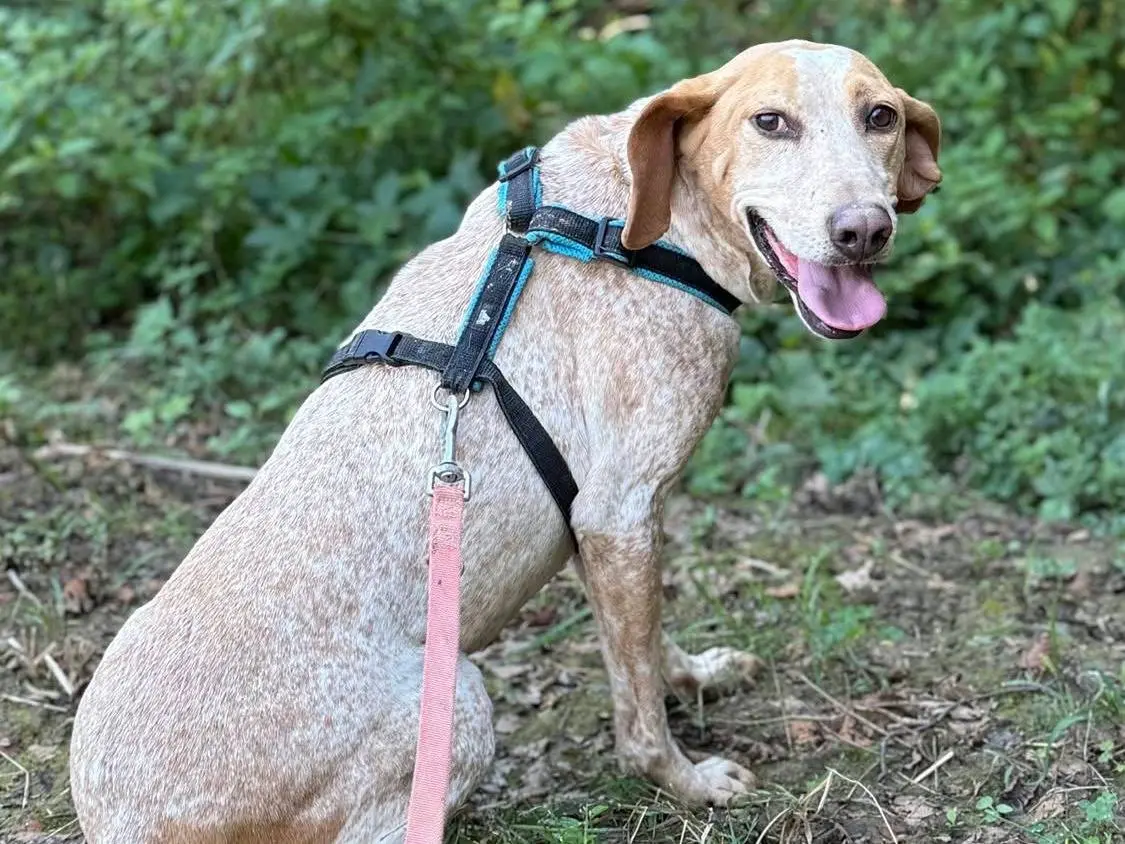 Adotta il cane CARAMELLO a Firenze