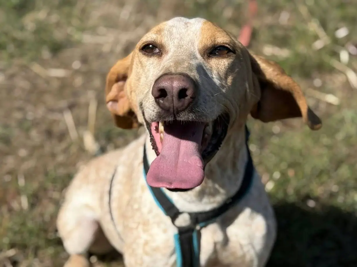 Adotta un cane, maschio, 4 anni e 4 mesi, Firenze