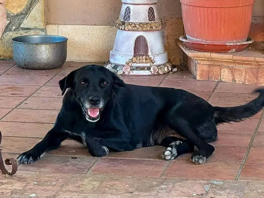Adotta un cane, taglia media, femmina, Crotone