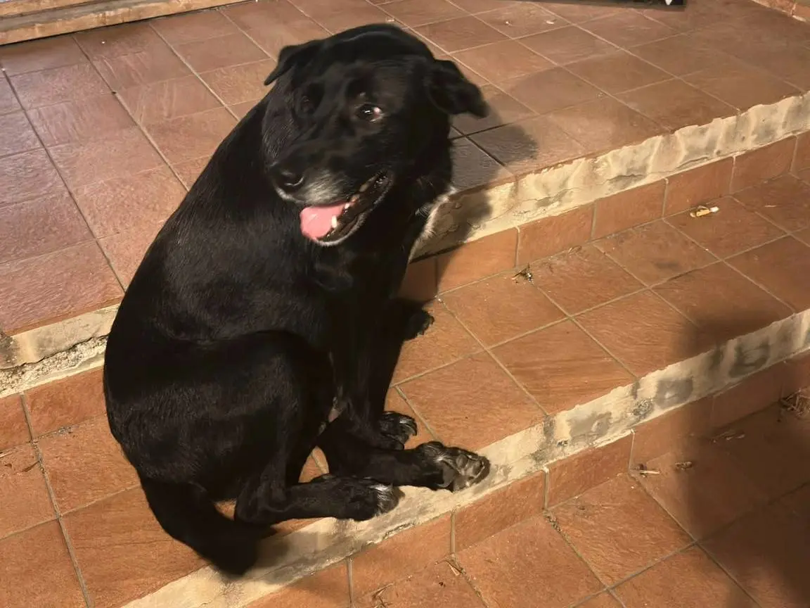 Adotta un cane, femmina, 7 anni e 8 mesi, Crotone