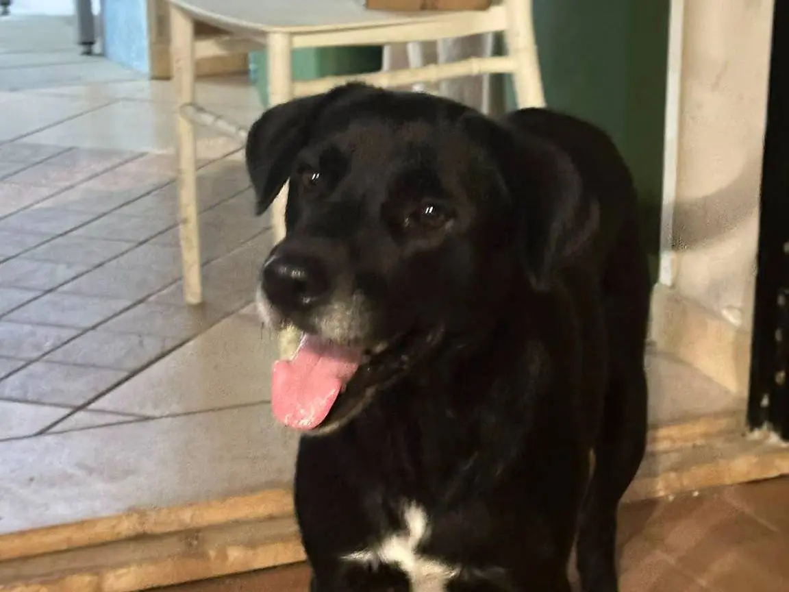 Adozione cane, femmina, Razza sconosciuta Razza sconosciuta, 7 anni e 8 mesi, taglia media, Crotone