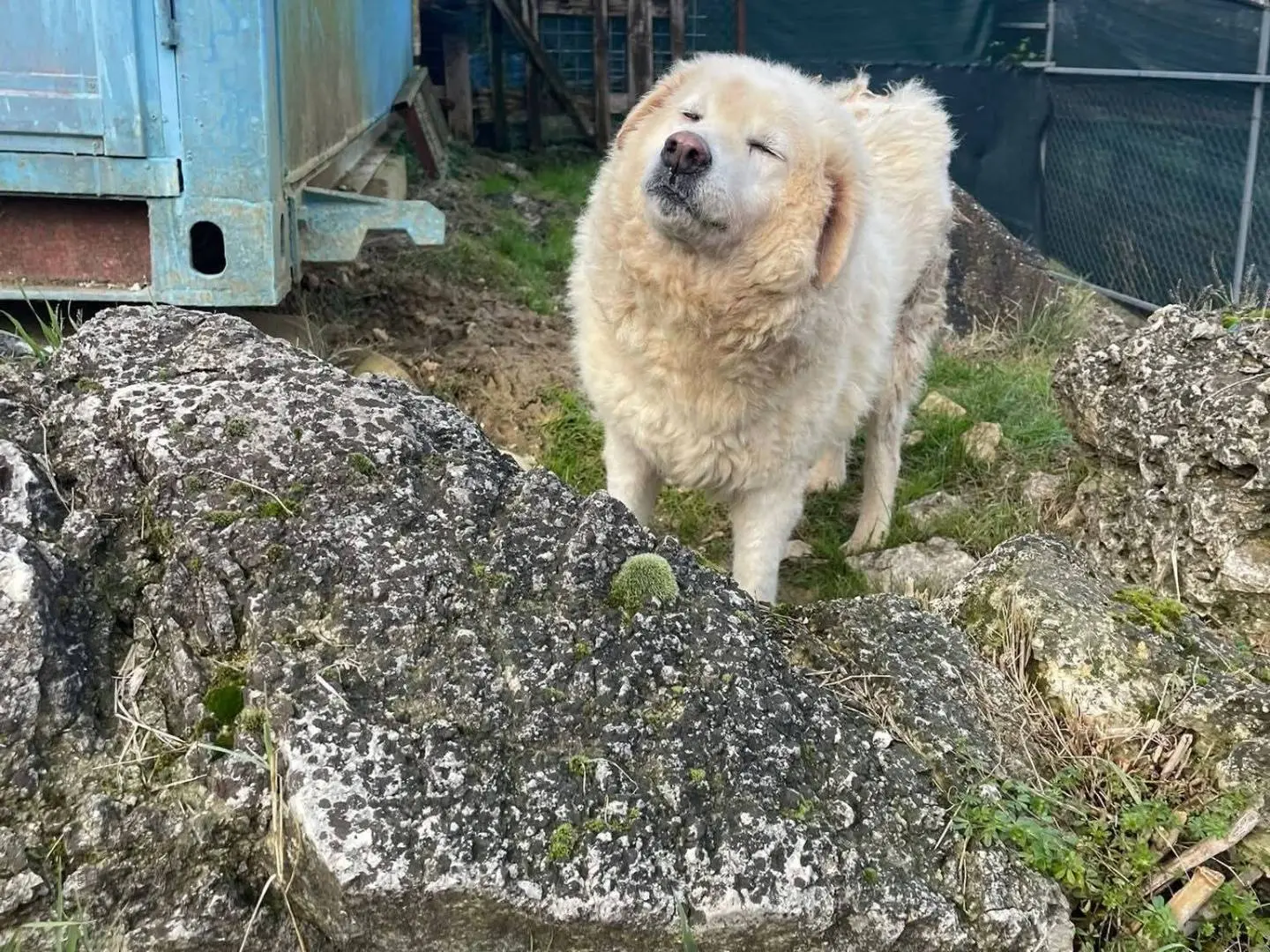 Foto 2 dell'animale