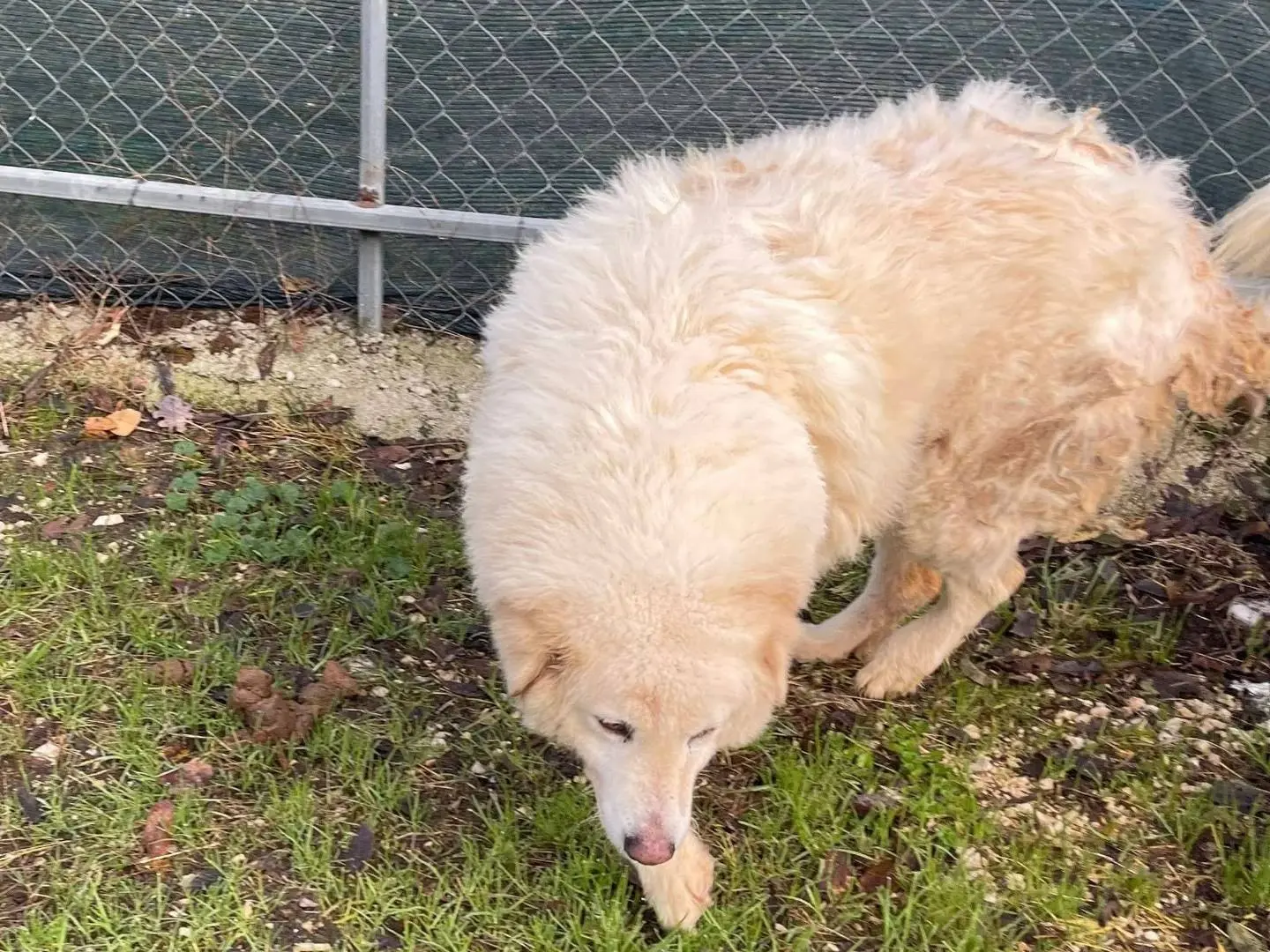 Adotta il cane Nonna Nuvola a Frosinone