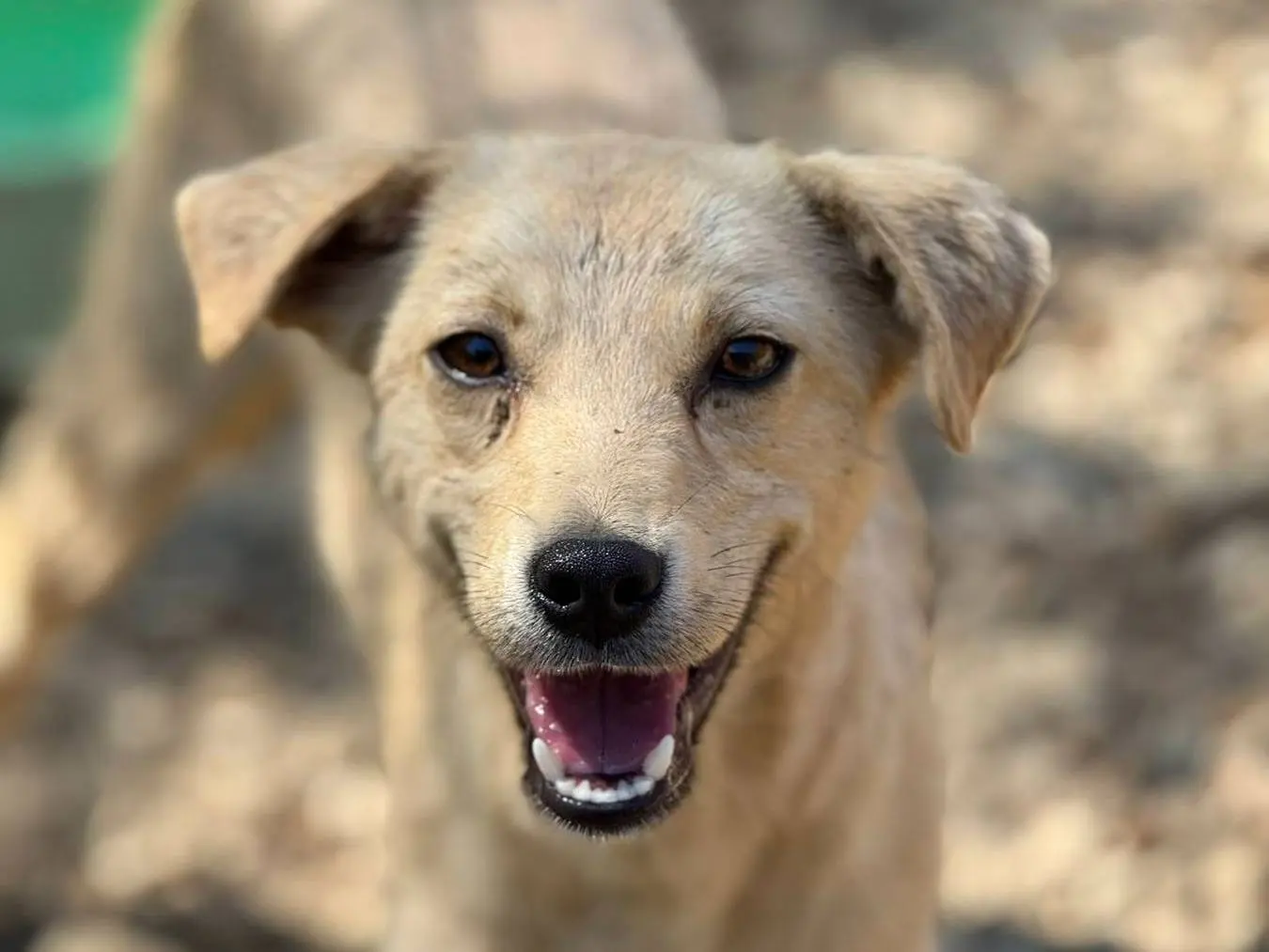 Adozione cane, maschio, Razza sconosciuta Razza sconosciuta, 1 anno e 1 mese, taglia media contenuta, Firenze