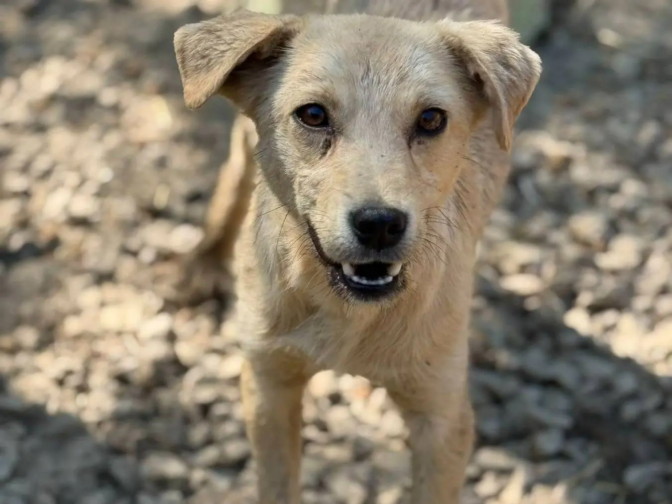 Adotta un cane, maschio, 1 anno e 1 mese, Firenze