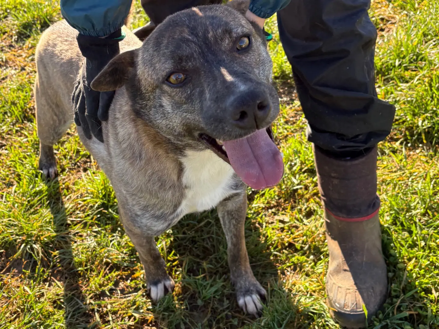 Adotta un cane, taglia media contenuta, femmina, Frosinone