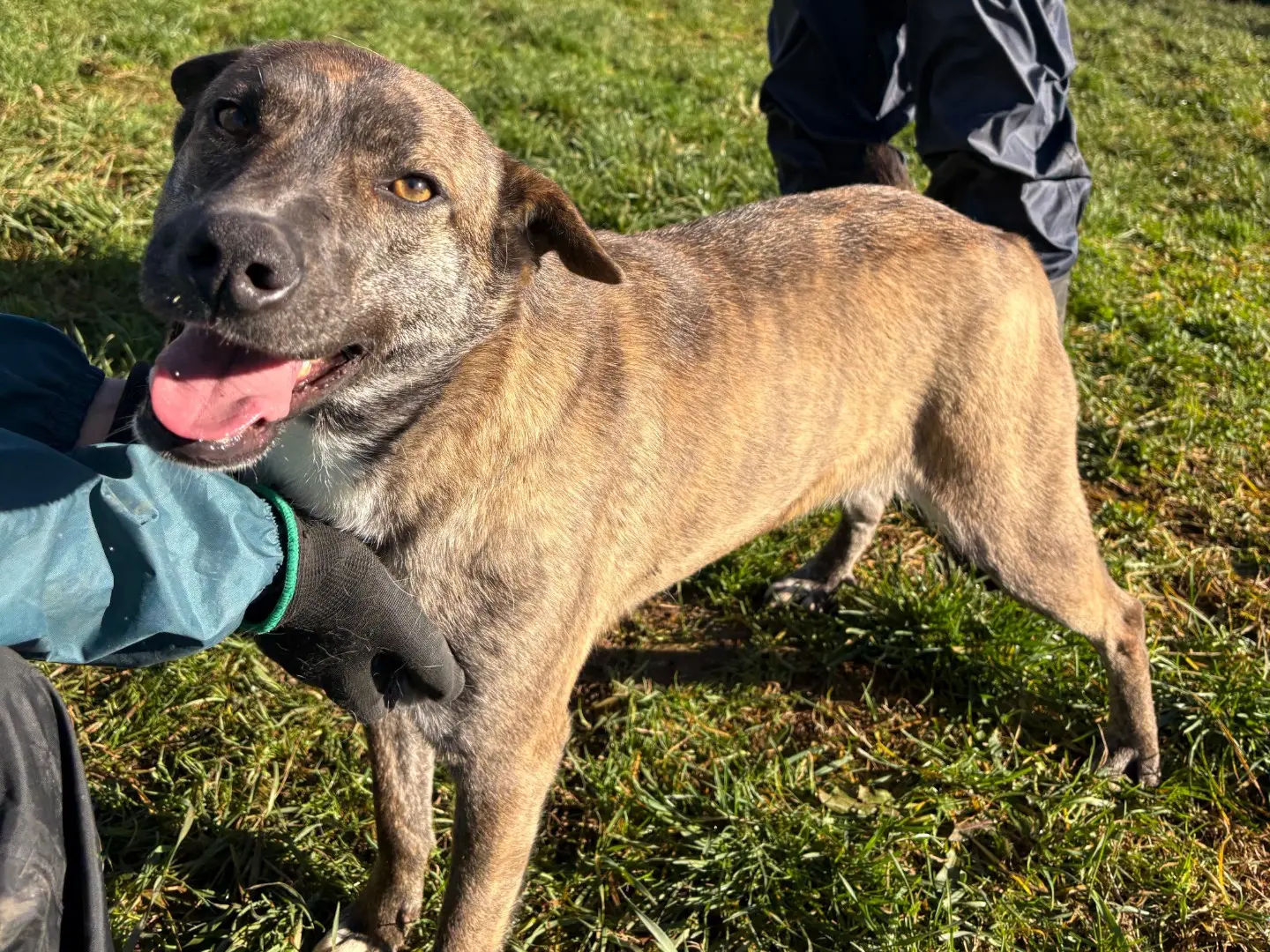 Adotta un cane, femmina, 3 anni e 8 mesi, Frosinone