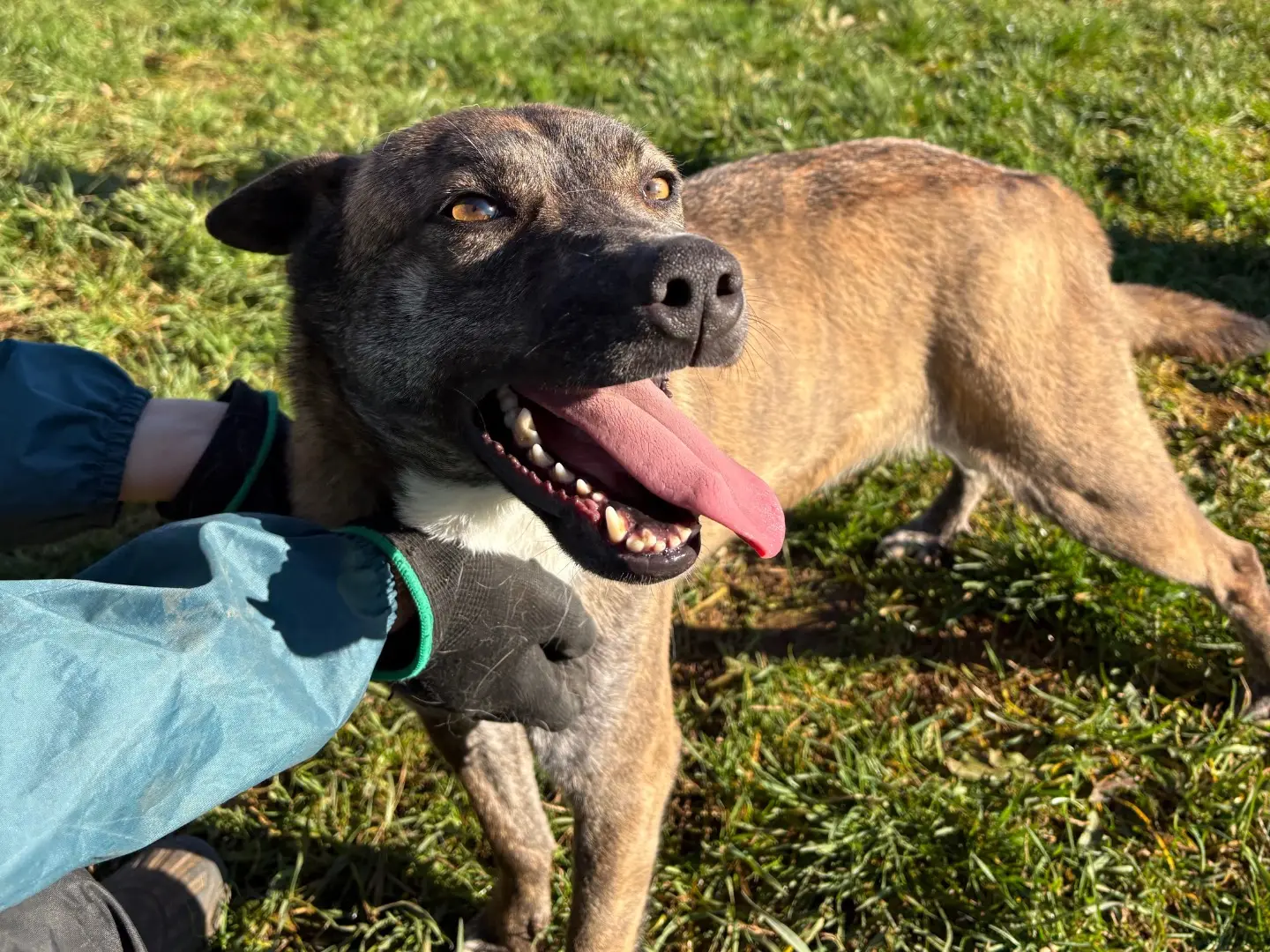 Vuoi adottare un cane a Frosinone?