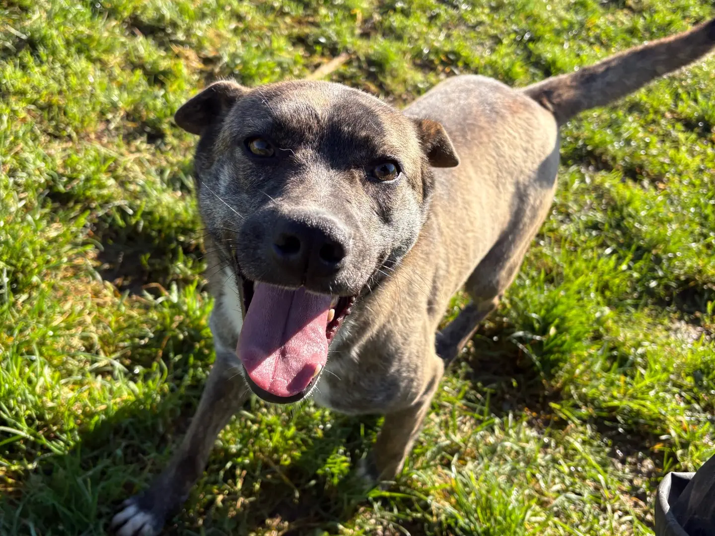Adozione cane, femmina, Razza sconosciuta Razza sconosciuta, 3 anni e 8 mesi, taglia media contenuta, Frosinone