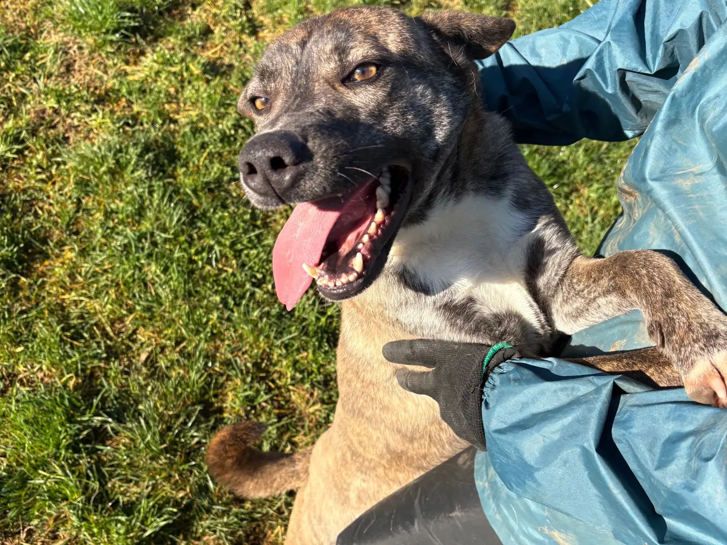 Adotta il cane Zaira a Frosinone