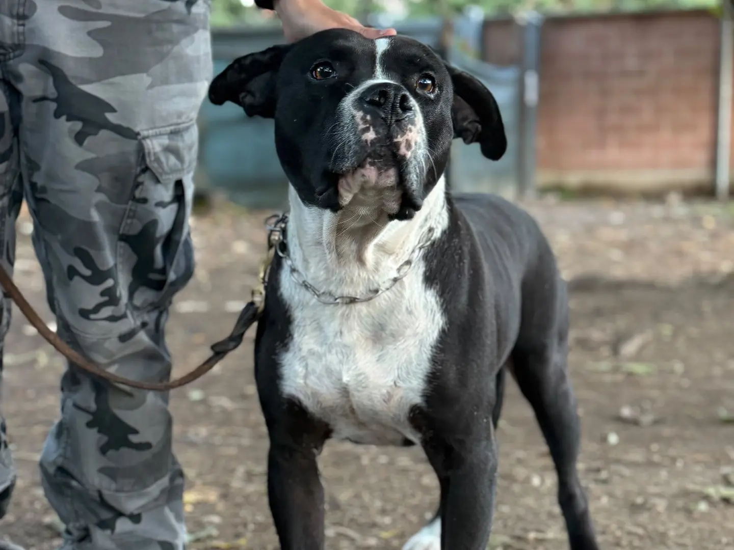 Adotta un cane, maschio, 6 anni e 9 mesi, Milano