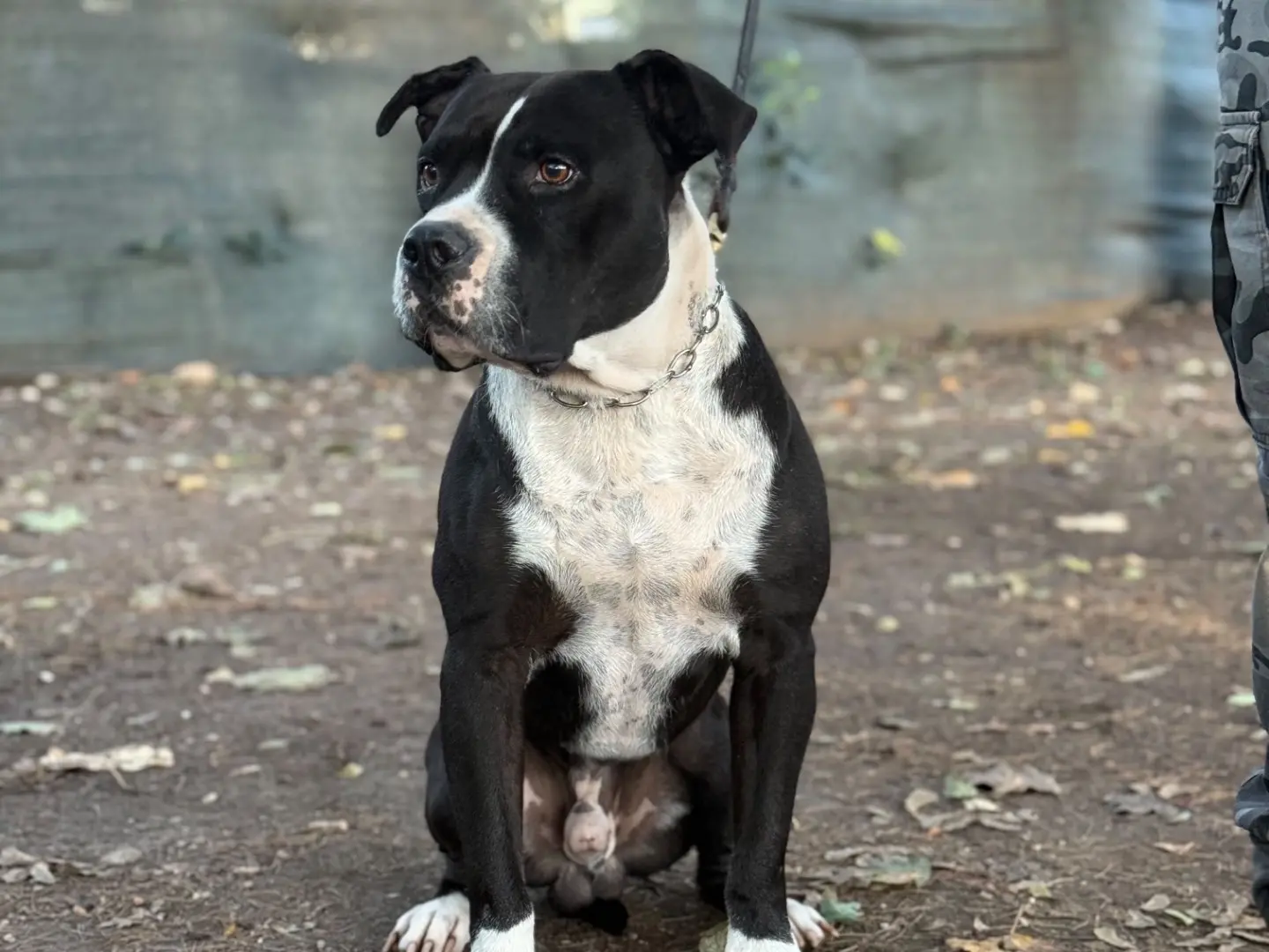 Adotta il cane Ares a Milano