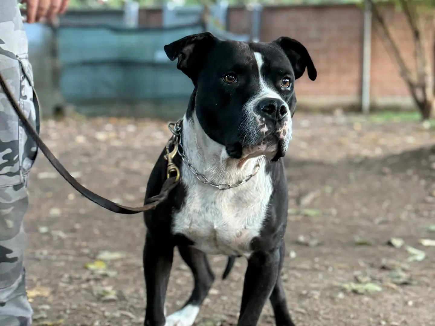 Vuoi adottare un cane a Milano?